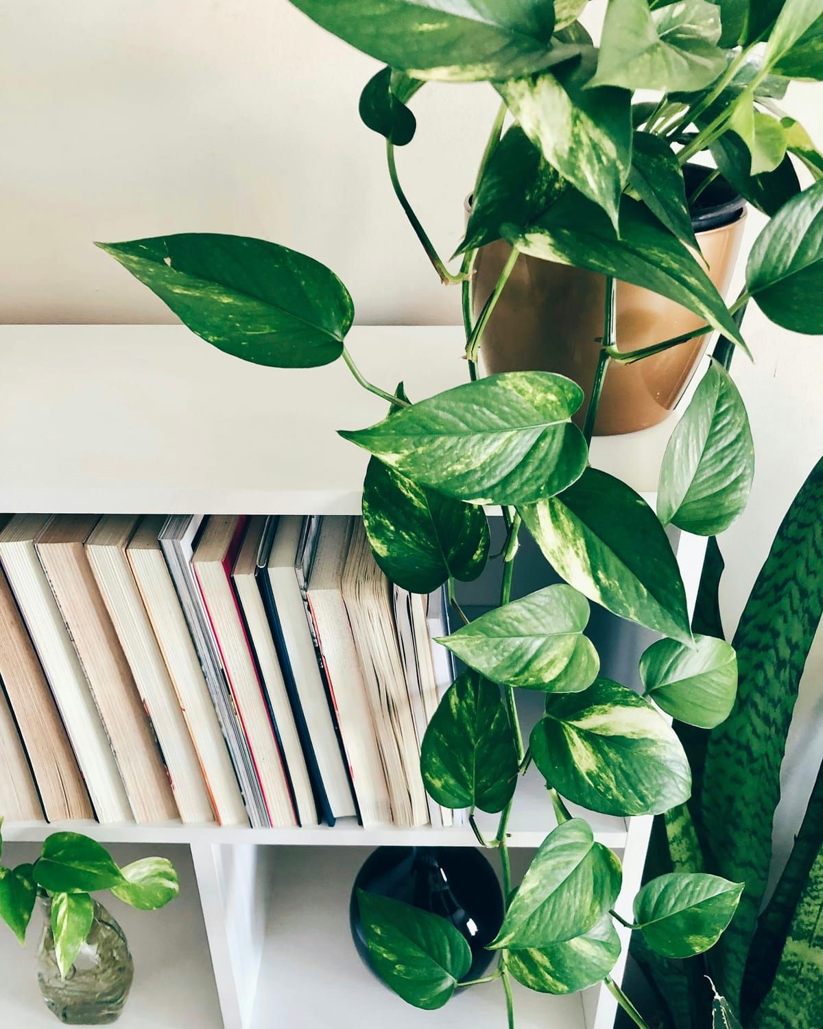 Planta pendente sobre uma prateleira de livros