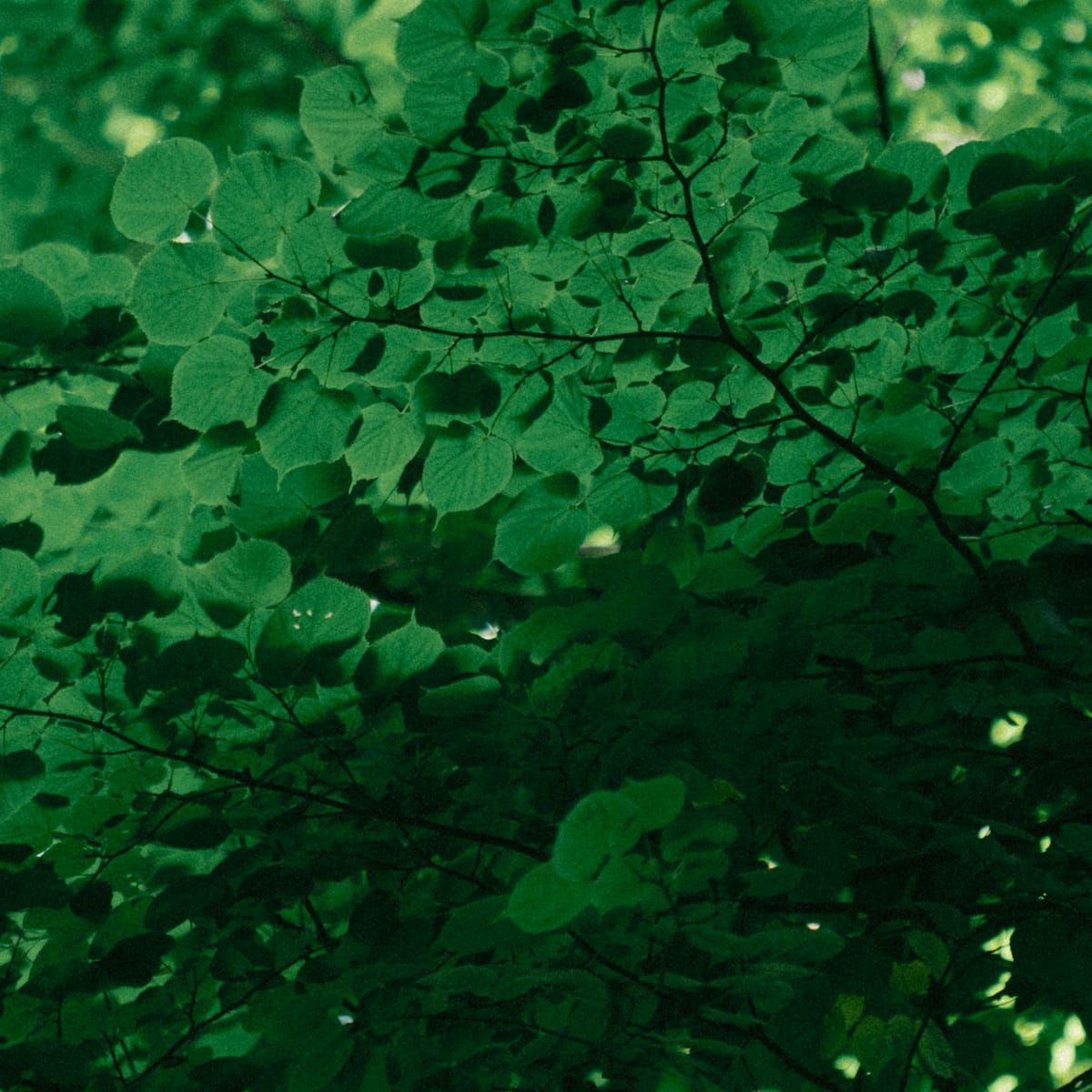 Copa de árvore vista de baixo, com folhas verdes