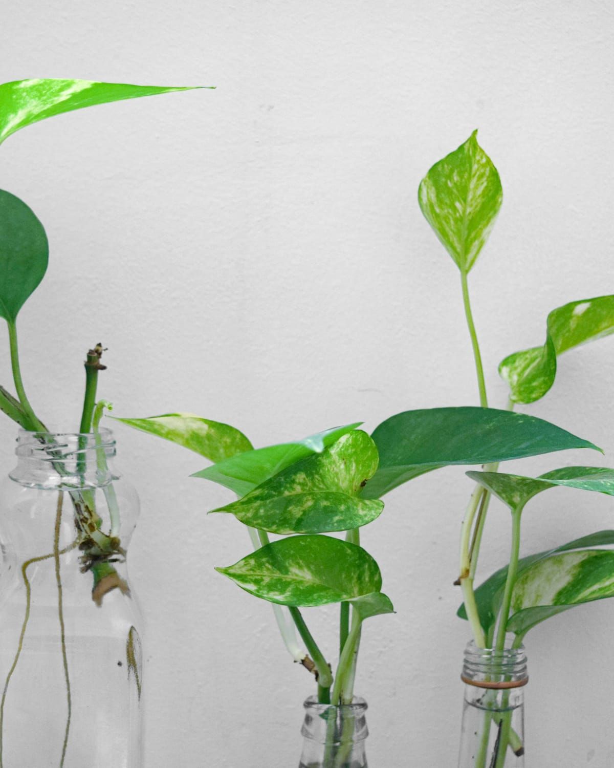Mudas de planta enraizando em vidros com água